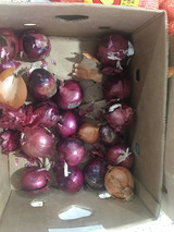 Onion