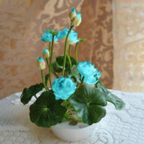 Premium Bonsai Lotus Seeds (10 Seeds Pack) 50% Off Today