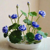 Premium Bonsai Lotus Seeds (10 Seeds Pack) 50% Off Today