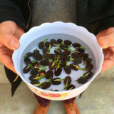 Premium Bonsai Lotus Seeds (10 Seeds Pack) 50% Off Today
