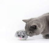 Cute Shaking Rat Cats Toy Offer