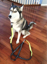 Elastic Waist Running Leash with Reflective Strip Elastic Waist Running Leash with Reflective Strip