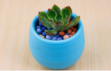 Flower Pots Mini Garden