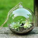 Transparent Clear Glass Round for Gardening