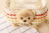 Teddy Bear Straw Handbag with Wooden Handles