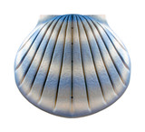 Biodegradable Shell Urn