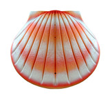 Biodegradable Shell Urn