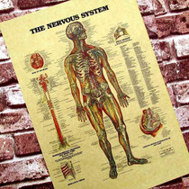 Wall Sticker posters for walls Human Neural Figure In English Classroom Decoration Medical Hangs A Picture Kraft Paper Poster