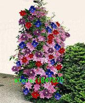 GGG Hot Selling Rare Color Clematis Seeds 100PCS Flower Seeds Bonsai Seeds DIY Home Garden Pot Plant Free Shipping