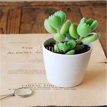 Potted Flowers