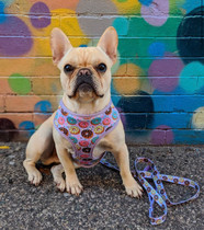 Frenchie Supply Leash - Delicious Donuts