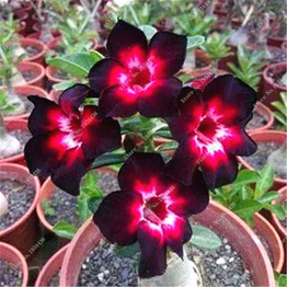 5pcs/bag Desert Rose Seeds Garden Home Bonsai Balcony Flower Adenium Obesum Seeds Flower pots Seed