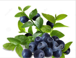 Blueberry Seed Fruit Seeds Potted Blueberry 20seeds