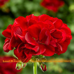 LAND MIRACLE Giant Red Rose Geranium Seeds, 5 Seeds/Pack, Perennial Garden Flowers Pelargonium Seeds Bonsai Potted Plant
