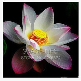 Water Lilies seeds, water lily seeds, Bowl lotus seeds - 5 seeds