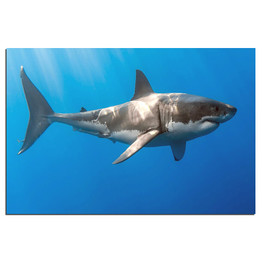 Posters And Print Modern Wall Art Canvas Painting Blue Ocean Shark Fish Animal Wall Picture Living Room Home Decor