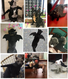 Halloween Christmas Cosplay Cute Bat Wings For Pet Dog Cat Costumes