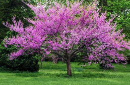 CLEARANCE SALE 25 Eastern Redbud Tree Seedling 2-3 ft Bare Root - Cercis Canadensis