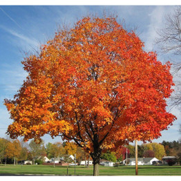 Sugar Maple Tree Seedling Bare Root Trees 2-3 ft Acer Saccharum