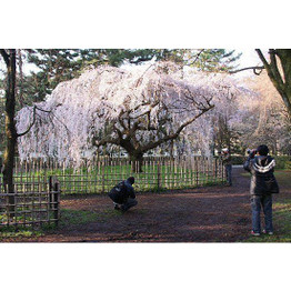 Weeping Cherry Tree  "Shidare Yoshino" Bare Root Whip 3-4 ft - Ornamental Tree