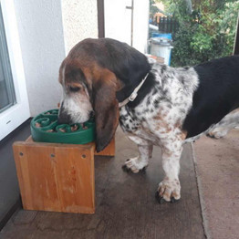 Anti-Gulp Slow Feeder Dog Bowl