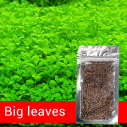 Nicrew Aquarium Plants Seeds Water Aquatic Water Grass Live Plant Fish Tank Decoration Landscape Ornament decor for fish tank