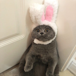 Funny Cat Costumes Bunny Hat Suit Pet Apparel Halloween Clothes