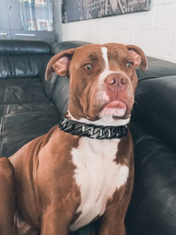 Midnight Cuban Link Dog Collar (30mm)