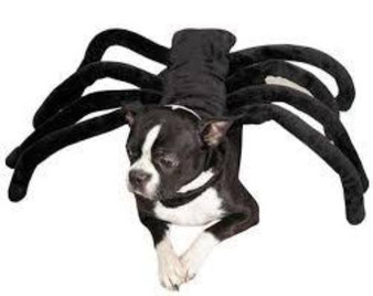 Halloween Spider Dog Costume
