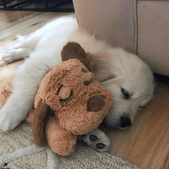 Snuggle-Pup