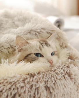 Plush Super Soft Pet Bed