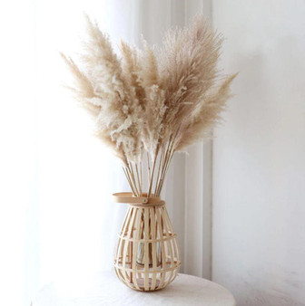 Dried Pampas Grass