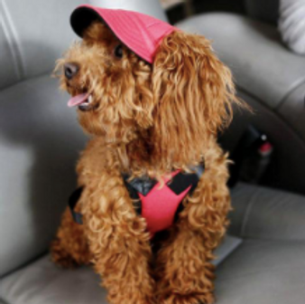 Cute Summer Dog Hat Cap
