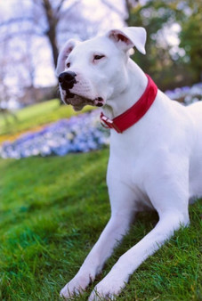 VELVET RED | DOG COLLAR