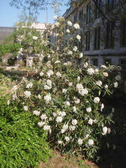 Prague Viburnum - Pragense Viburnum - 2yr 18-24" Tall Beautiful evergreen shrub with white fragrant flowers
