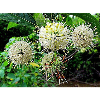 Buttonbush Cephalanthus occidentalis Bush -18-24" Tall White Hummingbird Flower Bush Shrub  Live Plant