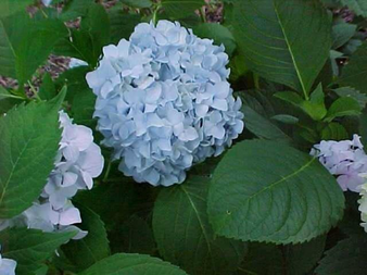 Nikko Blue Hydrangea Mophead 6-12" Bare Root -Hydrangea macrophylla - Endless Summer Hydrangea