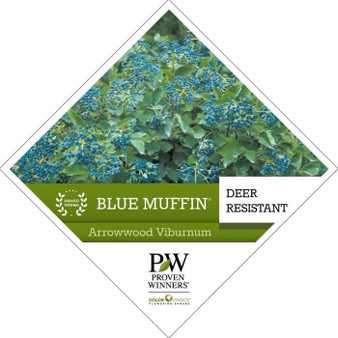 Arrowwood  Viburnum Bush Shrub dentatum  'Christom' BLUE MUFFIN® Quart Size