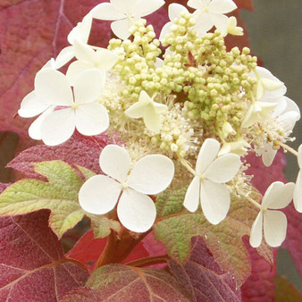 Little Honey’ Hydrangea - Oakleaf  Hydrangea quercifolia  'Little Honey'  4" POT