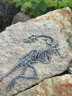 Resin Fossil Tyrannosaurus Rex Skeleton Wall Display