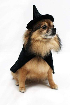 Halloween Cosplay Witch Dog Costumes