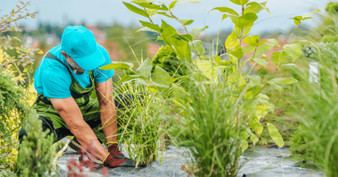 Shrub Planting Services