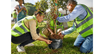 Tree Planting Services