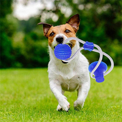 Puppy Tooth Cleaning Toy with Suction Cup