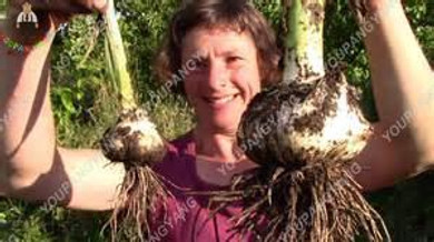 100pcs Super Gaint Garlic Seed Organic Garlic Bonsai Seeds Rare Onion Garlic Vegetable Plants Seed Kitchen Seasoning for Garden