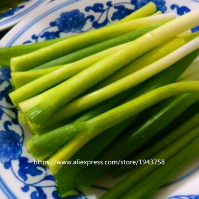 100pcs spring onion seeds,Giant Chinese Green Onion Seeds,Chinese Vegetable Seeds,Home Garden Bonsai Plant