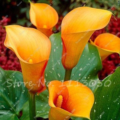 Rose Purple Calla Lily Seeds Potted Balcony Calla Lily Radiation Absorption Semenatsvety Garden Perennial Flower Seeds-50 Pcs