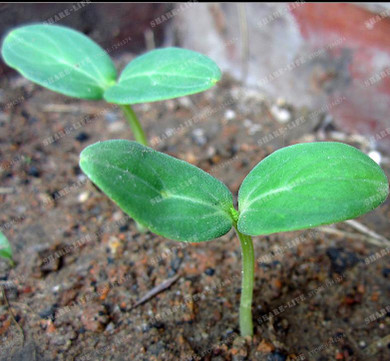 Cucumber Seeds100PCS Japanese Long Blue Cucumber Seeds Vegetable Seeds For Home NO-GMO Seeds Vegetables For Home Garden Planting