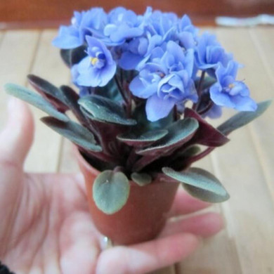 Beautiful plant Bonsai flower seed,African mini sky blue violet seeds - 40 seeds