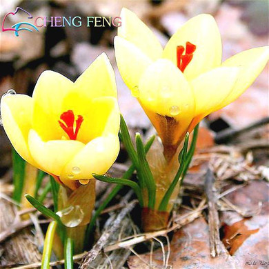 Netherlands Saffron Flower Seeds Rare Diy Plant Bonsai * Organic Garden Semillas Flowering Plants Sementes 100 Particles / Lot